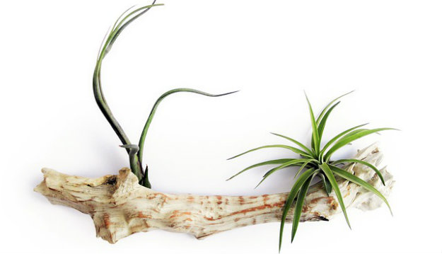 Air plants on a piece of drift wood